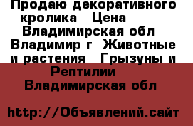 Продаю декоративного кролика › Цена ­ 500 - Владимирская обл., Владимир г. Животные и растения » Грызуны и Рептилии   . Владимирская обл.